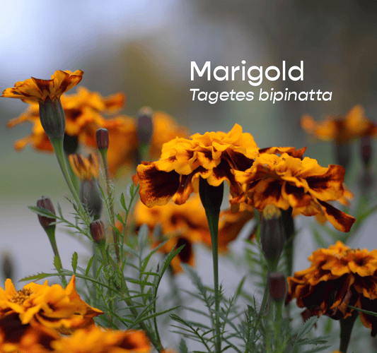 Marigold Aromatherapeutic Ritual Spray, 50ml - The House of Botanicals