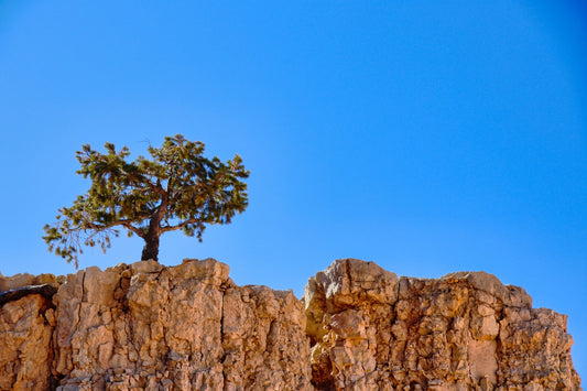 Pinyon Pine Essential Oil: Benefits & Uses