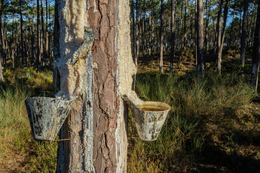 The Secret Life of Plants: How Essential Oils are Born ⚗️ - The House of Botanicals