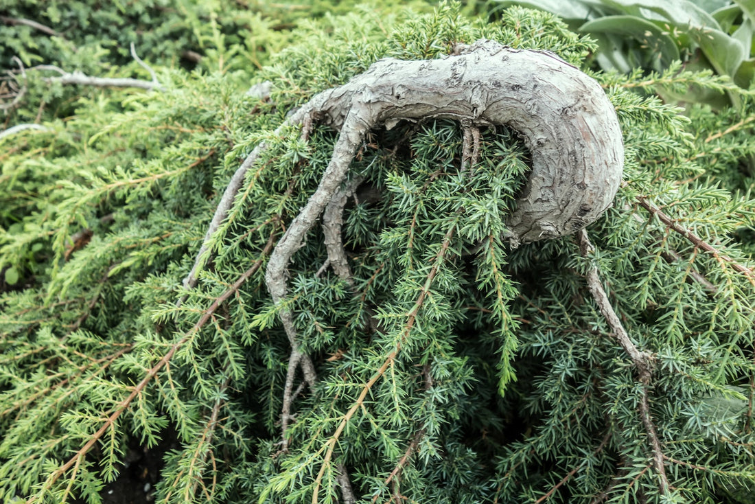 Juniper Essential Oil: Benefits & Uses