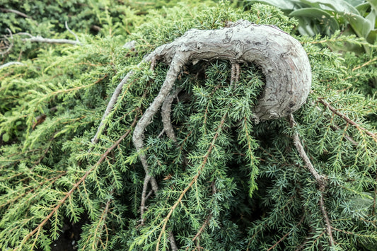 Juniper Essential Oil: Benefits & Uses