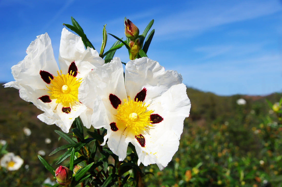 Rock Rose: Nature’s Amber-Like Aromatic Wonder - The House of Botanicals