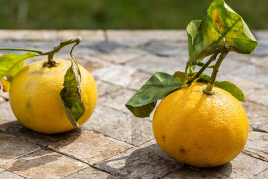 What Does Bergamot Smell Like? The Citrus Behind Earl Grey