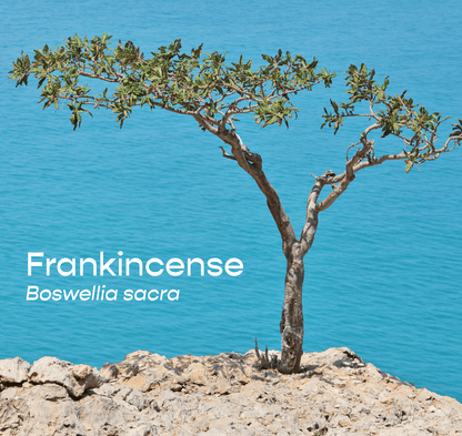 Frankincense Aromatherapeutic Ritual Spray from The House of Botanicals