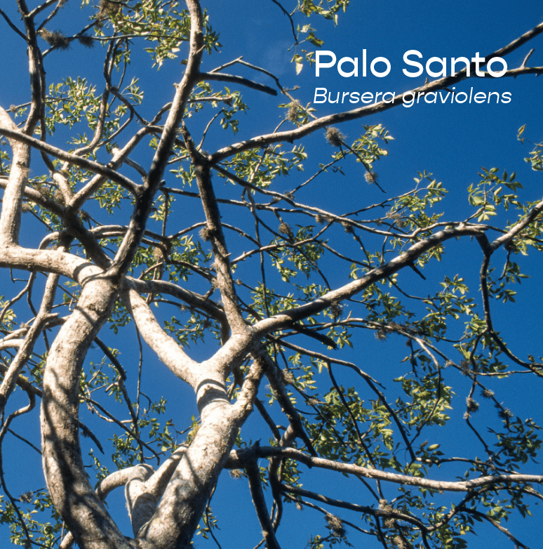 Palo Santo Aromatherapeutic Ritual Spray, 50ml - The House of Botanicals