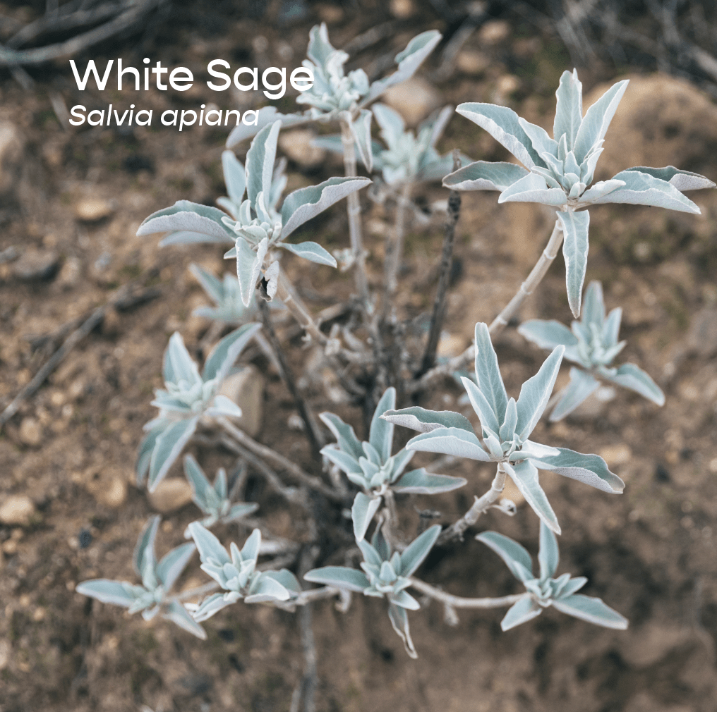 White Sage Aromatherapeutic Ritual Spray, 50ml - The House of Botanicals