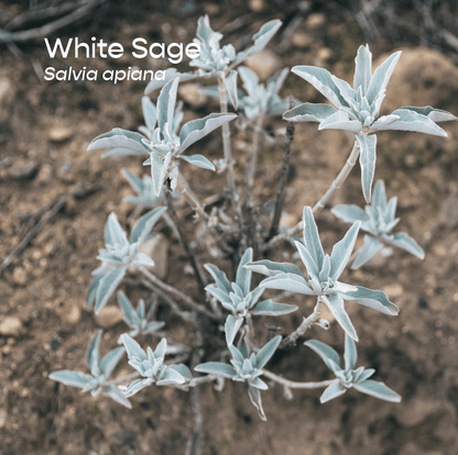 White Sage Aromatherapeutic Ritual Spray, 50ml - The House of Botanicals