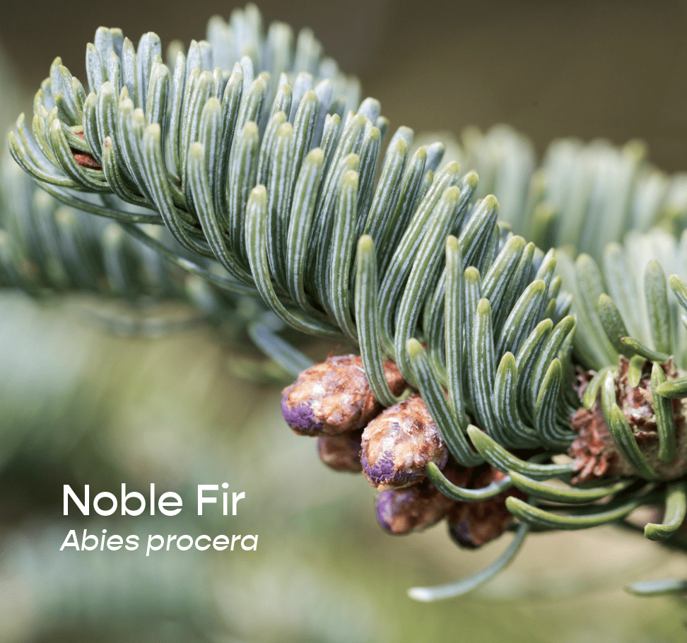 Noble Fir Aromatherapeutic Ritual Spray, 50ml - The House of Botanicals