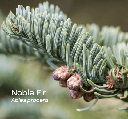 Noble Fir Aromatherapeutic Ritual Spray, 50ml - The House of Botanicals