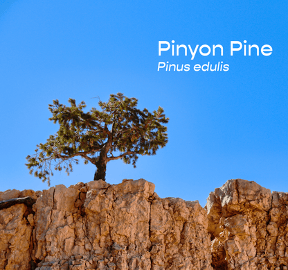 Pinyon Pine Aromatherapeutic Ritual Spray, 50ml - The House of Botanicals