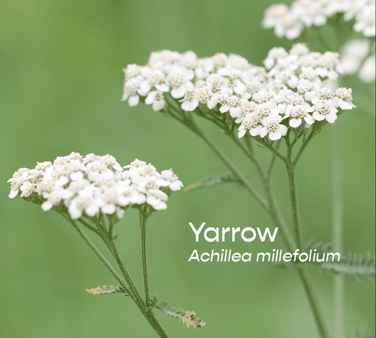 Yarrow Aromatherapeutic Ritual Spray, 50ml - The House of Botanicals