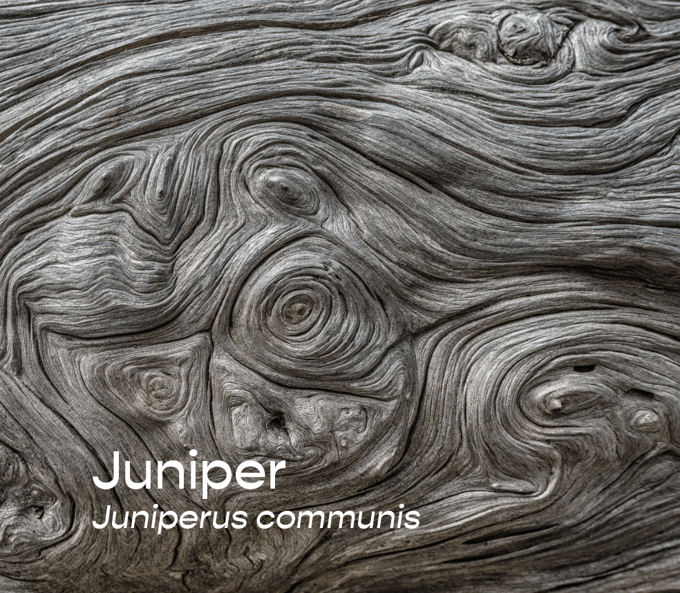 Juniper Leaf Aromatherapeutic Ritual Spray, 50ml - The House of Botanicals