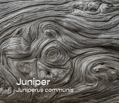 Juniper Leaf Aromatherapeutic Ritual Spray, 50ml - The House of Botanicals