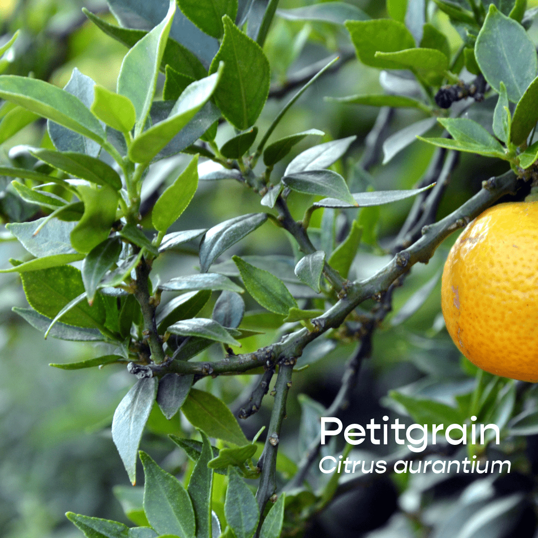 Petitgrain Aromatherapeutic Ritual Spray, 50ml - The House of Botanicals