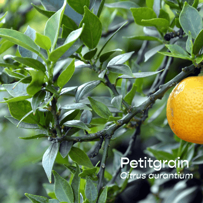 Petitgrain Aromatherapeutic Ritual Spray, 50ml - The House of Botanicals