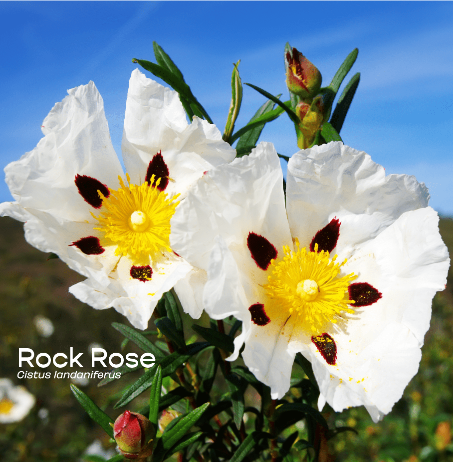 Rock rose (Cistus ladaniferus) white flowers with crimson-marked petals, source of labdanum resin