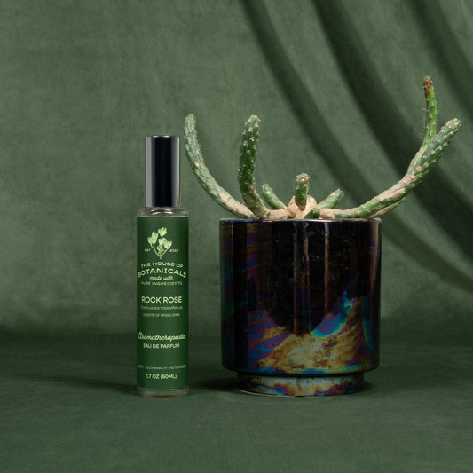 Rock Rose ritual spray beside a potted cactus on a deep green backdrop